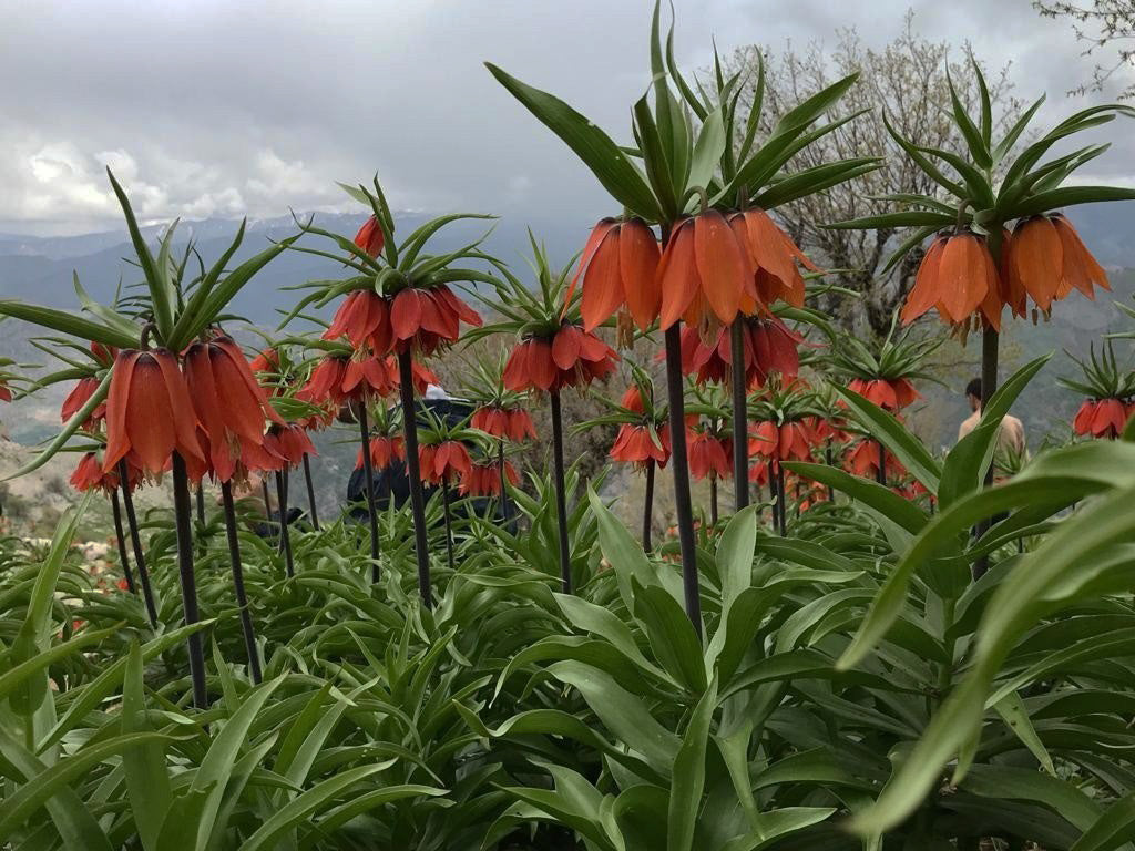 The Enchanting Legend of the Weeping Bride Tulips